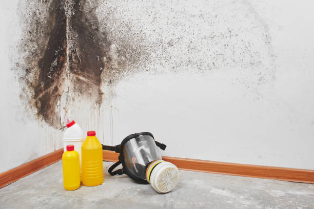 Best Emergency Mold Removal  in Weirton, WV