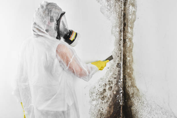 Mold Removal Process in Weirton, WV