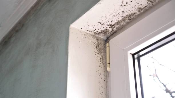 Best Crawl Space Mold Removal  in Weirton, WV