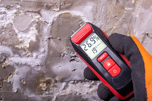 Best Mold Damage Repair  in Weirton, WV