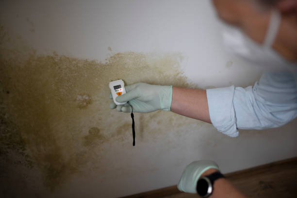 Best Certified Mold Removal  in Weirton, WV