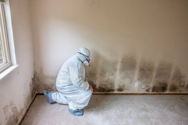 Home Mold Removal in Weirton, WV