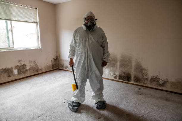 Best Local Mold Removal Service  in Weirton, WV