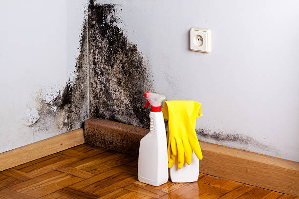 Trusted Weirton, WV Mold Removal Experts