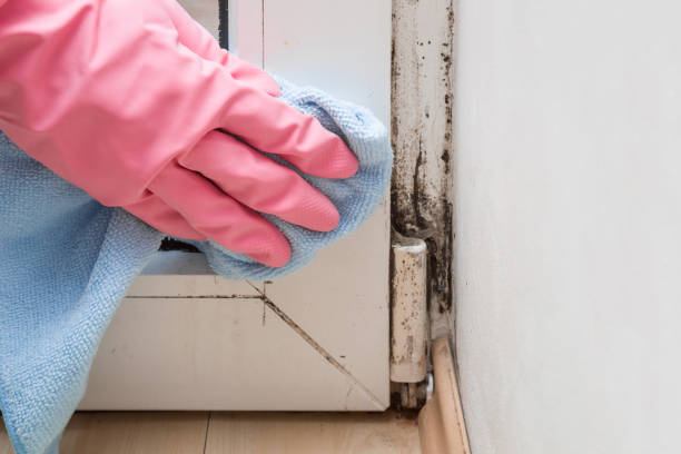 Best Residential Mold Removal  in Weirton, WV