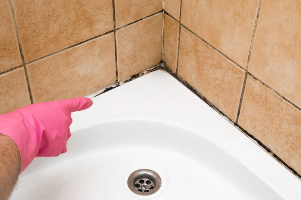 Office Mold Removal Services in Weirton, WV